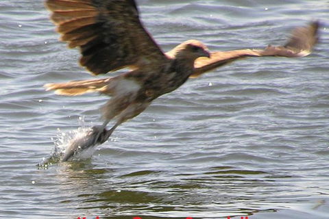 Kalgan Queen Scenic Cruises A Four Hour Sheltered Water Wildlife Tour Daily Fun. - Tourism Gold Coast 6