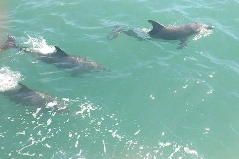Pirate Ship Lunch Cruise (1.5hr) - Tourism Gold Coast 8