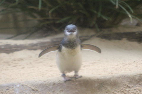 Phillip Island Ultimate Penguin Eco Tour Or Skybox Experience - Tourism Gold Coast 3