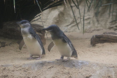 Phillip Island Ultimate Penguin Eco Tour Or Skybox Experience - Tourism Gold Coast 2