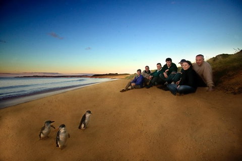 Phillip Island Ultimate Penguin Eco Tour Or Skybox Experience - Tourism Gold Coast 0