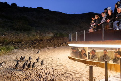 Phillip Island Ultimate Penguin Eco Tour Or Skybox Experience - Tourism Gold Coast 1