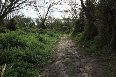 Phillip Island Walking & Bird Watching Tour - Tourism Gold Coast 10