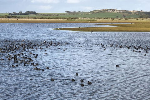 Phillip Island Walking & Bird Watching Tour - Tourism Gold Coast 6