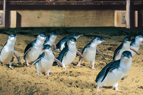 Half Day Phillip Island Penguin Parade PLUS Tour - Tourism Gold Coast 0