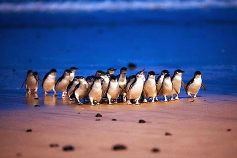 Half Day Phillip Island Penguin Parade PLUS Tour - Tourism Gold Coast 1