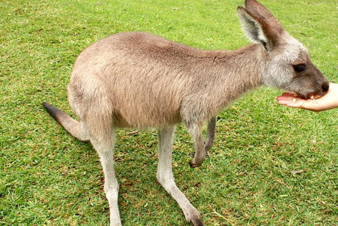 2 Day Exclusively Private Tour Of Phillip Island & The Penguin Parade - Tourism Gold Coast 0