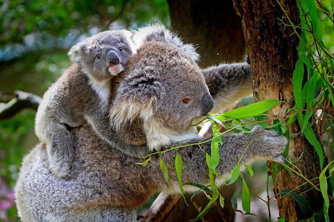 2 Day Exclusively Private Tour Of Phillip Island & The Penguin Parade - Tourism Gold Coast 4