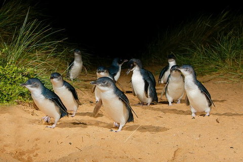 2 Day Exclusively Private Tour Of Phillip Island & The Penguin Parade - Tourism Gold Coast 7