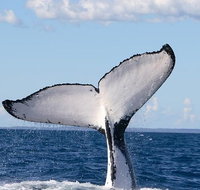 Phillip Island Whale Watching Tour - Tourism Gold Coast