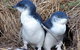 Day Tour Of Phillip Island Nature Parks & Penguins - thumb 0