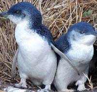 Day Tour of Phillip Island Nature Parks  Penguins - Tourism Gold Coast