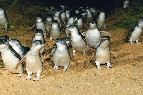 Day Tour Of Phillip Island Nature Parks & Penguins - Tourism Gold Coast 6