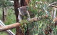 Day Tour Of Phillip Island Nature Parks & Penguins - thumb 3
