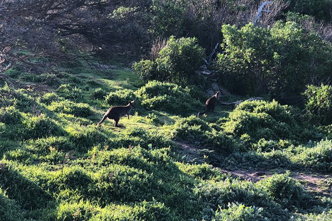 Day Tour Of Phillip Island Nature Parks & Penguins - Tourism Gold Coast 8