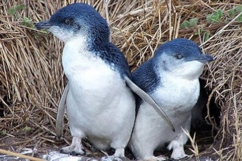 Day Tour Of Phillip Island Nature Parks & Penguins - Tourism Gold Coast 2