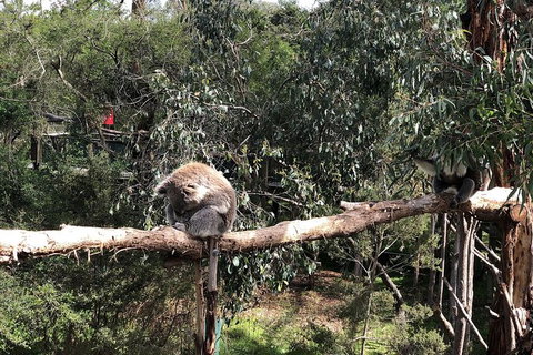 Day Tour Of Phillip Island Nature Parks & Penguins - Tourism Gold Coast 4