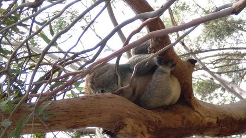 Phillip Island 3 Park Pass: Penguin Parade, Koala Conservation Centre And Penguin Parade, Koala ConservationHeritage Farm - Tourism Gold Coast 4