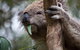 Phillip Island 3 Park Pass: Penguin Parade, Koala Conservation Centre And Penguin Parade, Koala ConservationHeritage Farm - thumb 1