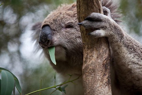 Phillip Island 3 Park Pass: Penguin Parade, Koala Conservation Centre And Penguin Parade, Koala ConservationHeritage Farm - Tourism Gold Coast 1