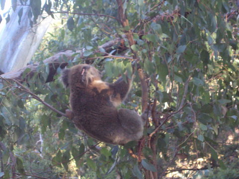 Phillip Island 3 Park Pass: Penguin Parade, Koala Conservation Centre And Penguin Parade, Koala ConservationHeritage Farm - Tourism Gold Coast 2