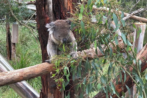 Day Tour Of Phillip Island, The Surrounding Region And Wine Tasting - Tourism Gold Coast 10