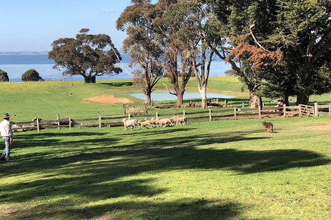 Day Tour Of Phillip Island, The Surrounding Region And Wine Tasting - Tourism Gold Coast 13