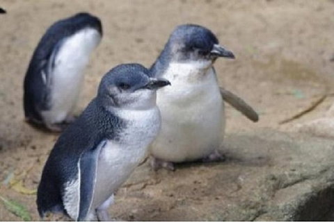 Phillip Island Tour Including Phillip Island Penguin Parade - Tourism Gold Coast 1