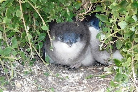 Phillip Island Tour Including Phillip Island Penguin Parade - Tourism Gold Coast 7