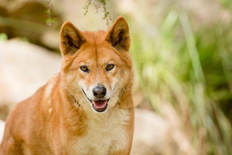 Shore Excursion-Healesville-Sanctuary-Private-Group- Max 7 PAX -Yarra Valley - Gold Coast 5