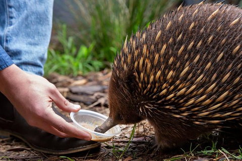 Shore Excursion-Healesville-Sanctuary-Private-Group- Max 7 PAX -Yarra Valley - Gold Coast 4