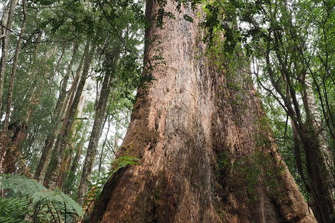 Shore Excursion-Healesville-Sanctuary-Private-Group- Max 7 PAX -Yarra Valley - Gold Coast 7