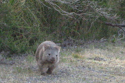 Shore Excursion-Healesville-Sanctuary-Private-Group- Max 7 PAX -Yarra Valley - Gold Coast 3