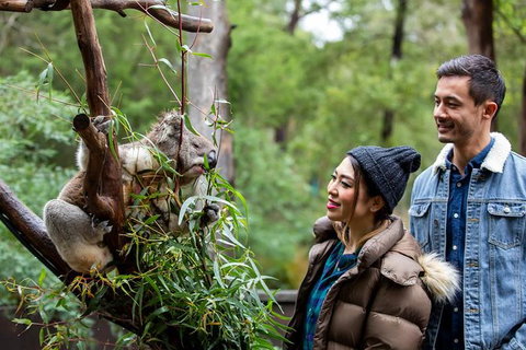Shore Excursion-Healesville-Sanctuary-Private-Group- Max 7 PAX -Yarra Valley - Gold Coast 6