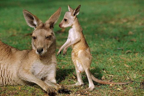 HEALESVILLE SANCTUARY ZOOBUS - MELBOURNE CITY RETURN - Tourism Gold Coast 0