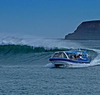 Phillip Island Wildlife Cruise with Optional Penguin Parade and 3 Park Pass - Tourism Gold Coast