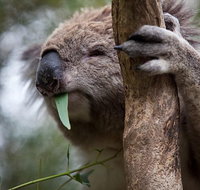 Phillip Island Koala Conservation Centre Entry ticket - Tourism Gold Coast