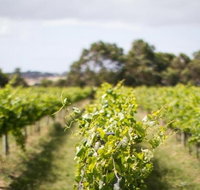 Phillip Island Wine Experience Tour - Tourism Gold Coast