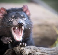 Port Arthur and Tassie Devils Active Day Tour from Hobart - Tourism Gold Coast
