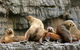 3-Hour Tasman Peninsula Wilderness Cruise From Port Arthur - thumb 1