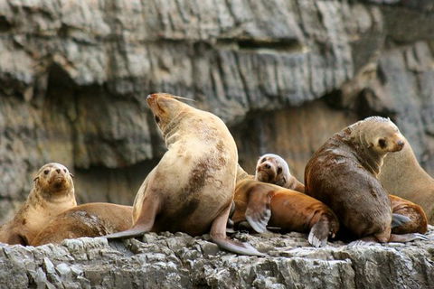 3-Hour Tasman Peninsula Wilderness Cruise From Port Arthur - Tourism Gold Coast 1