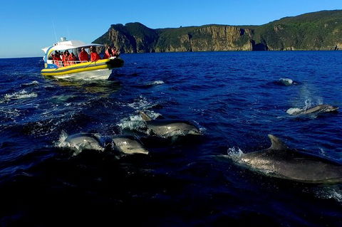 3-Hour Tasman Peninsula Wilderness Cruise From Port Arthur - Tourism Gold Coast 4
