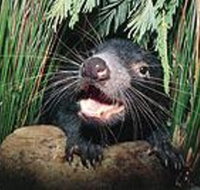 Hobart Shore Excursion Half Day Bonorong Wildlife Park with Richmond Tour - Tourism Gold Coast