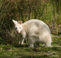 Bruny Island premium private photo-oriented day tour from Hobart - Tourism Gold Coast