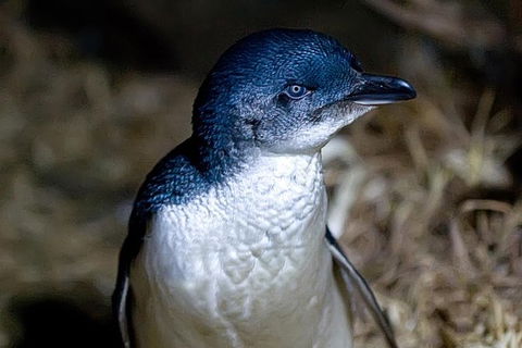 Bonnet Island Experience Departing From Strahan - Tourism Gold Coast 0