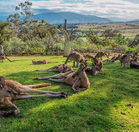 Shore Excursion Hobart's Best In Half A Day - Tourism Gold Coast