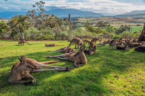 Shore Excursion: Hobart's Best In Half A Day - Tourism Gold Coast 0