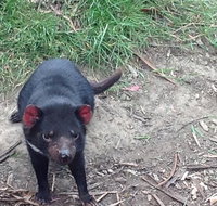 South East Food Sightseeing Private Tour with the Tasmanian Devil Unzoo - Tourism Gold Coast