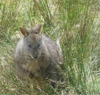Leven Canyon Day Trip Including Wings Wildlife Park or Gunns Plains Caves from Devonport Ulverstone or Burnie - Tourism Gold Coast