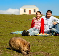 Wineglass Bay And Maria Island Wildlife Scenic Flight From Hobart - Tourism Gold Coast